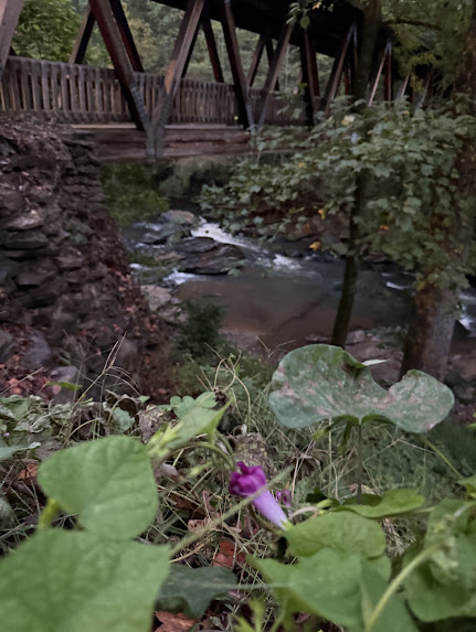 View of covered bridge and purple flowers at Vickery Creek. 